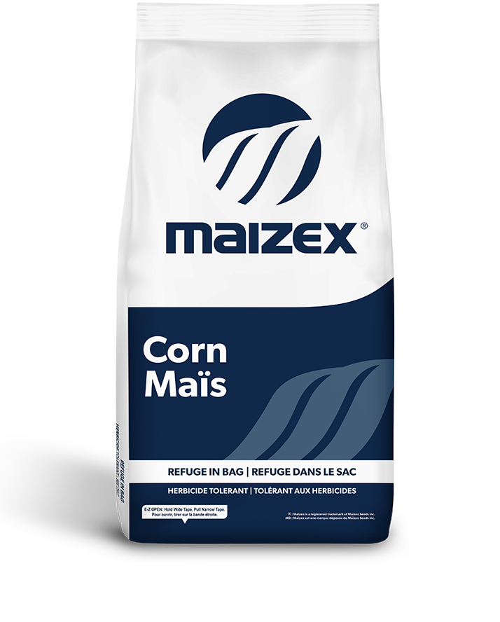 Corn Seed